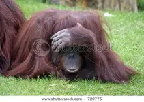 stock-photo-orangutan-ape-playing-and-hiding-funny-photo-720775.webp