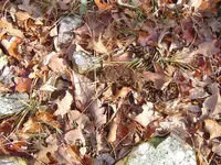 Mnt creek 004.webp