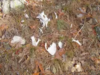 Mnt creek 006.webp