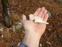 Mnt creek 007.webp