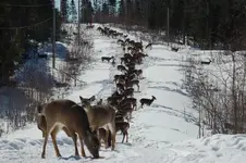 Snowmobile rt.webp