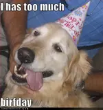funny-dog-pictures-too-much-birthday.webp