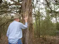 scratched tree 007.webp