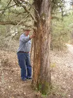 scratched tree 002.webp