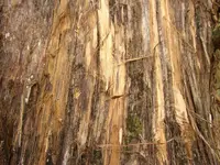 scratched tree 004.webp