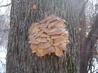 A Fallen Giant 011.webp