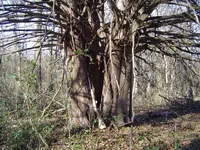 Winter Walk 009.webp