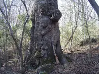Winter Walk 008.webp