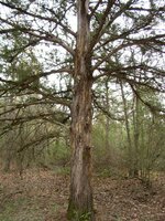 scratched tree 011.jpg