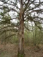scratched tree 011.webp