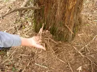 scratched tree 009.webp