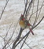 cardinal 001.webp