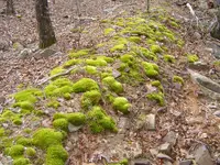 A Concretion Kind Of Day 005.webp