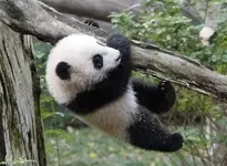 capt.20cae79d1311474292e417229e01c5b0.panda_cub__cali105.webp