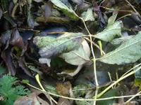 DSCN50330001.webp