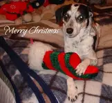 Molly Christmas 2009.webp