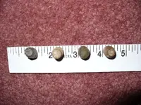 bullets with ruler2.webp