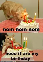 funny-pictures-cat-wants-his-birthday-cake.webp