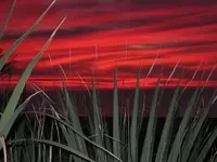 redbeach.webp