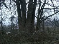 IMG00001-20100119-1629[1].webp