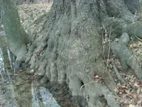 IMG00002-20100119-1639[1].webp