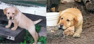 Chance before & after.webp