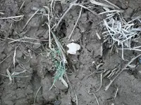 Finds023.webp
