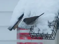 snowbird (slate junco).webp