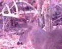 PIC0017 copy.webp