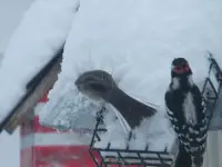 slate junco and woodpecker.webp