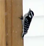 peckin up clothes pole.webp