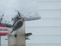 big pecker with little bird - finch.webp
