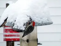 Big pecker.webp