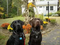 fall S&H 001.webp