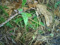 S3013187.webp