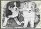 avatar_40414.webp