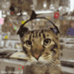 cat-big-headphones.gif