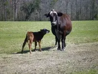 calf1 (2).webp