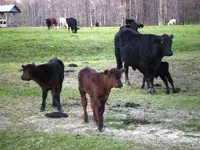 calf3 (2).webp