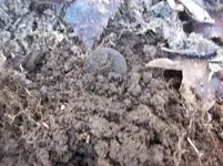 dec 18th cellar hole hunt with mike 001 [].webp