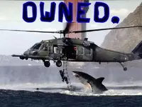 owned-shark.webp