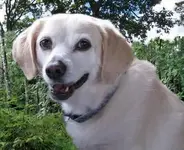 Annie.webp