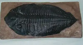 Trilobite_Dalminites_Perdue_LowerDevonian_Tennessee_Large.webp