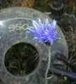 avatar_9833.webp