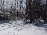 snojan31#9.webp