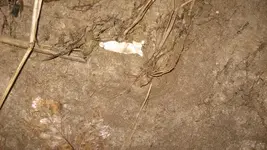 1-19-2010 hunt 001.webp