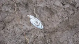 1-19-2010 hunt 007.webp