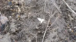 1-19-2010 hunt 023.webp