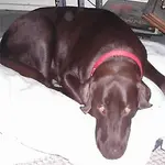 guilty charlie.webp