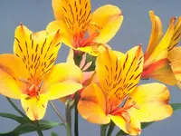flowers_001.webp